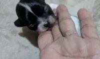 Oreo , a male Chihuahua for sale in Wittmann, AZ – 9 of 10