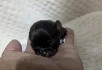 Reese Dark Chocolate Long Coat , a male Chihuahua for sale in Wittmann, AZ – 2 of 6