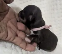 Kit Kat Tiny LC , a female Chihuahua for sale in Wittmann, AZ – 4 of 9