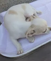 Full AKC Snow White , a female Chihuahua for sale in Wittmann, AZ – 3 of 9