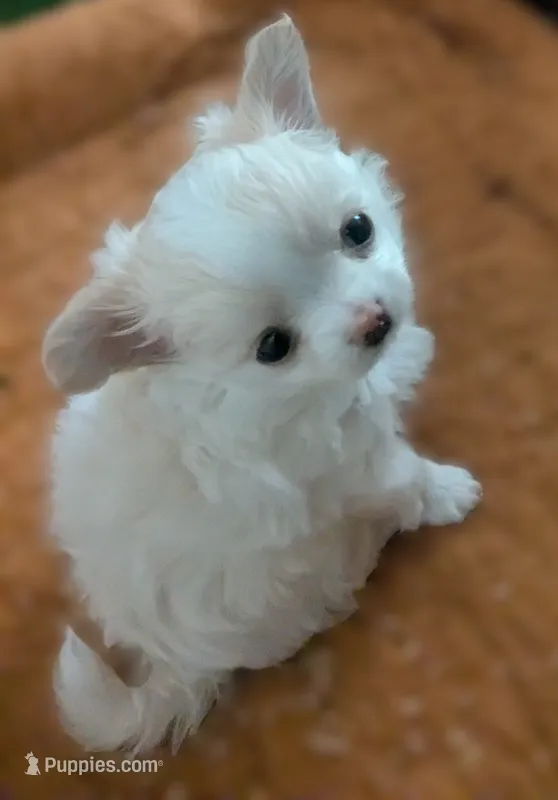 Diamond  – Chihuahua puppy for sale in Wittmann, AZ