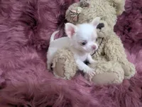 AKC  Priscilla LC , a female Chihuahua for sale in Wittmann, AZ – 4 of 10