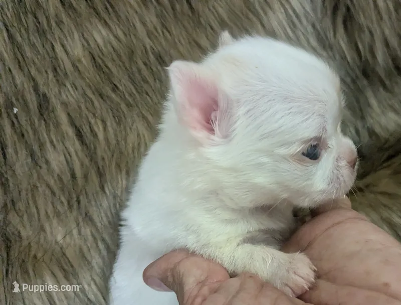 Priscilla LC  – Chihuahua puppy for sale in Wittmann, AZ