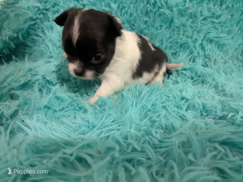 Long Coat Oreo  – Chihuahua puppy for sale in Wittmann, AZ