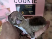 Teacup Cookie, a female Chihuahua for sale in Wittmann, AZ – 4 of 7