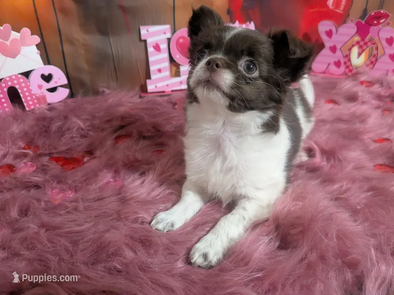 Full AKC Green Eyed Faith