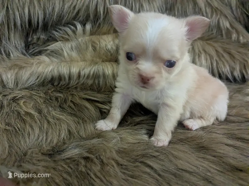 Lisa Marie LC  – Chihuahua puppy for sale in Wittmann, AZ