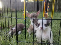 Tiny Prince  Long Coat , a male Chihuahua for sale in Wittmann, AZ – 4 of 10