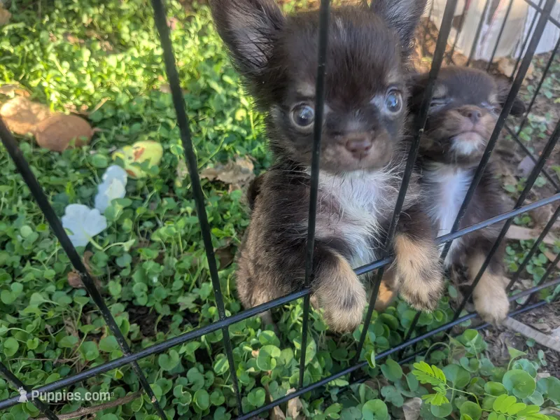 AKC Tiny Twix  – Chihuahua puppy for sale in Wittmann, AZ