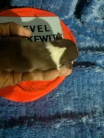 Fievel Mousekowitz  , a male Chihuahua for sale in Wittmann, AZ – 4 of 8
