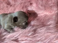 Tcup Long Coat Ruby , a female Chihuahua for sale in Wittmann, AZ – 3 of 6