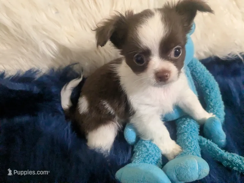 AKC Tiny Peanut  LC , a male Chihuahua for sale in Wittmann, AZ – 1 of 10
