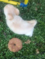 AKC LC Cherry , a female Chihuahua for sale in Wittmann, AZ – 4 of 6