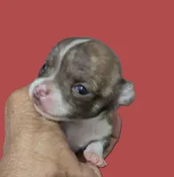 Teacup SC Cookie, a female Chihuahua for sale in Wittmann, AZ – 1 of 8