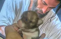 Teacup SC Cookie, a female Chihuahua for sale in Wittmann, AZ – 7 of 8