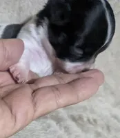 Oreo , a male Chihuahua for sale in Wittmann, AZ – 2 of 10