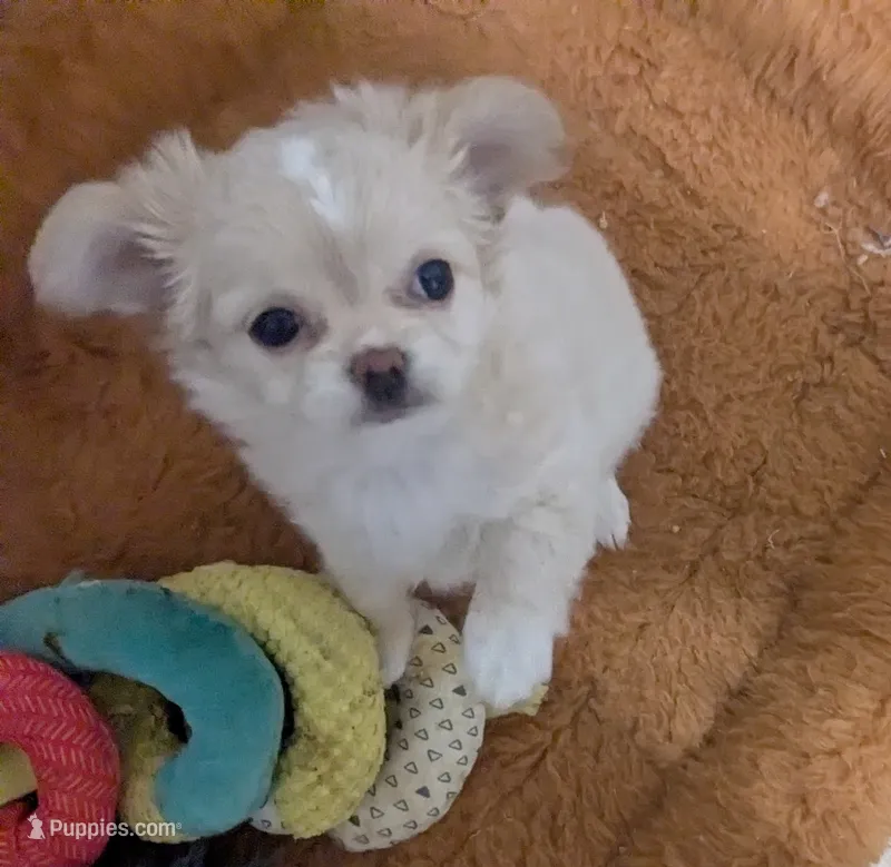 Pearl LC   Videos   – Chihuahua puppy for sale in Wittmann, AZ