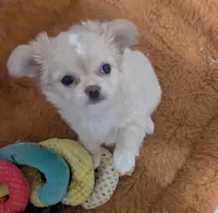 Pearl, a female Chihuahua for sale in Wittmann, AZ – 2 of 7