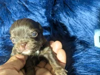 TCup Reese , a male Chihuahua for sale in Wittmann, AZ – 4 of 6