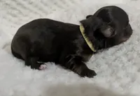 Baby Ruth LC , a female Chihuahua for sale in Wittmann, AZ – 5 of 6