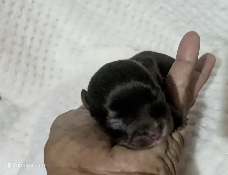 Baby Ruth LC  – Chihuahua puppy for sale in Wittmann, AZ