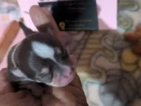 Candie , a female Chihuahua for sale in Wittmann, AZ – 4 of 9