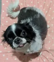 LC Peanut , a male Chihuahua for sale in Wittmann, AZ – 9 of 10