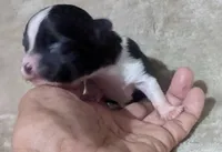 Panda, a male Chihuahua for sale in Wittmann, AZ – 5 of 8