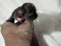 Tiny Ruby , a female Chihuahua for sale in Wittmann, AZ – 2 of 6
