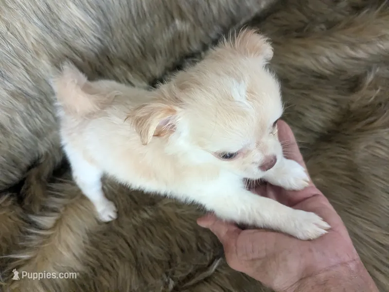 LC Cherry  – Chihuahua puppy for sale in Wittmann, AZ