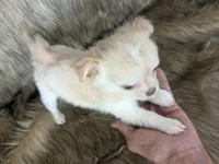 LC Cherry , a female Chihuahua for sale in Wittmann, AZ – 1 of 7