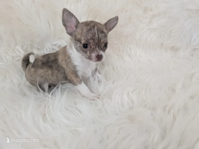 Teacup SC Cookie – Chihuahua puppy for sale in Wittmann, AZ