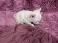 AKC Lisa Marie LC , a female Chihuahua for sale in Wittmann, AZ – 2 of 10