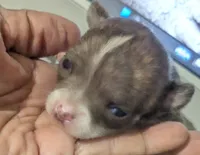 Teacup SC Cookie, a female Chihuahua for sale in Wittmann, AZ – 2 of 8