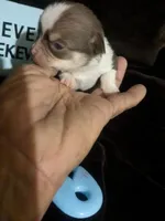 Fievel Mousekowitz  SC , a male Chihuahua for sale in Wittmann, AZ – 3 of 6