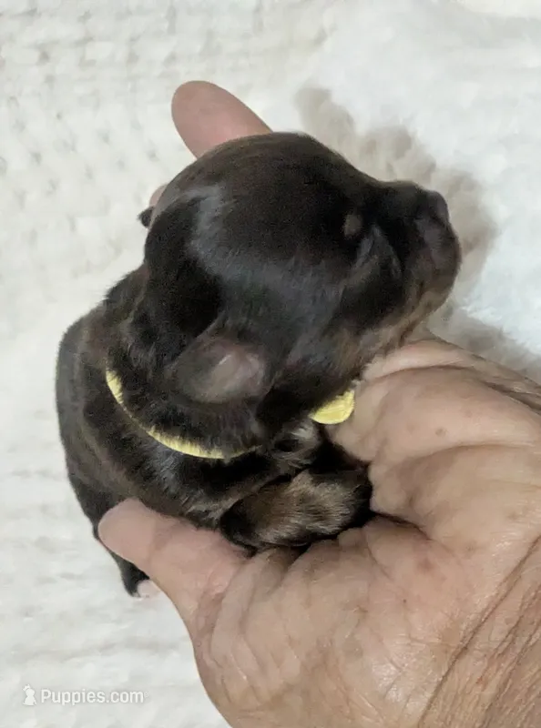 Tiny Baby Ruth – Chihuahua puppy for sale in Wittmann, AZ