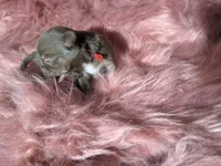 Tcup Long Coat Ruby , a female Chihuahua for sale in Wittmann, AZ – 4 of 6