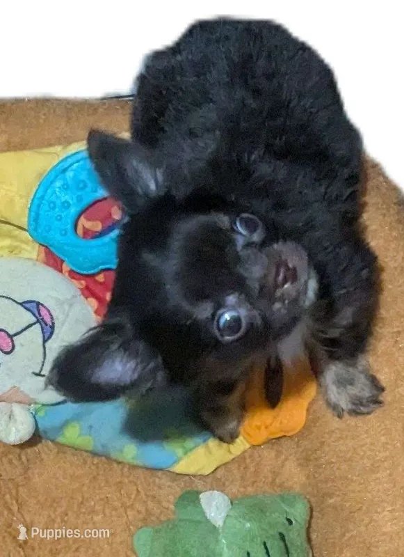 AKC Tiny Twix  – Chihuahua puppy for sale in Wittmann, AZ