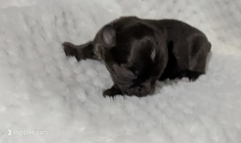 Ruby LC  – Chihuahua puppy for sale in Wittmann, AZ