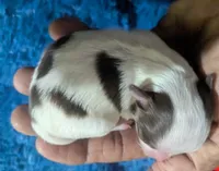 Prince, a male Chihuahua for sale in Wittmann, AZ – 2 of 8