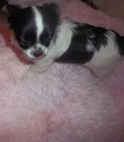 Full AKC Faith , a female Chihuahua for sale in Wittmann, AZ – 6 of 8
