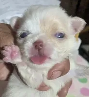 Priscilla LC , a female Chihuahua for sale in Wittmann, AZ – 1 of 7