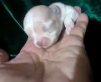 Cherry LC White Chocolate, a female Chihuahua for sale in Wittmann, AZ – 2 of 6