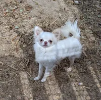 Priscilla LC , a female Chihuahua for sale in Wittmann, AZ – 7 of 7