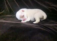 Priscilla , a female Chihuahua for sale in Wittmann, AZ – 2 of 6