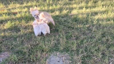 Tcup Diamond  Video , a female Chihuahua for sale in Wittmann, AZ – 3 of 7