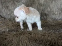 LC Cherry , a female Chihuahua for sale in Wittmann, AZ – 4 of 7