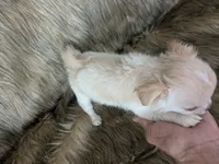 LC Cherry , a female Chihuahua for sale in Wittmann, AZ – 5 of 7