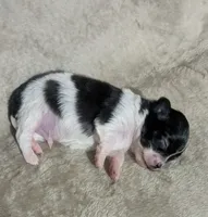 Oreo , a male Chihuahua for sale in Wittmann, AZ – 5 of 10