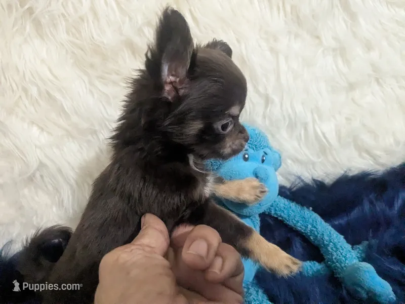 AKC Tiny Reeses  – Chihuahua puppy for sale in Wittmann, AZ